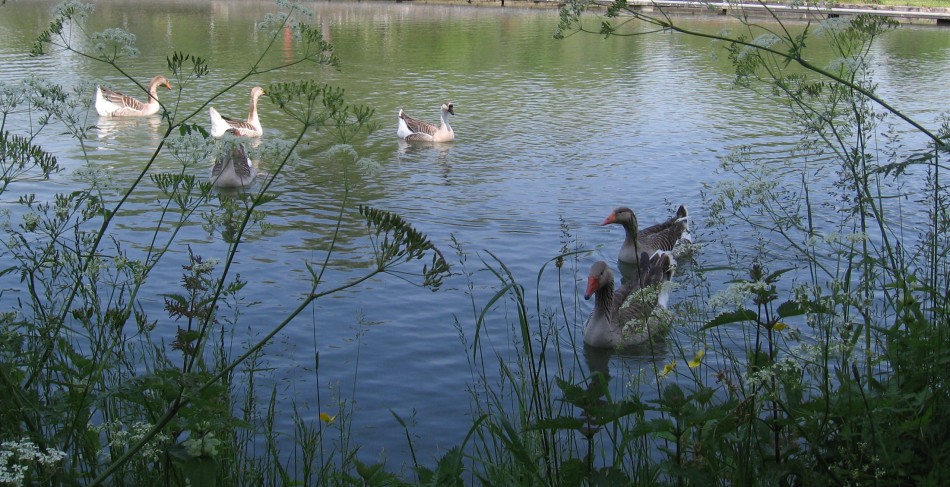 Copie de IMG_0311.jpg